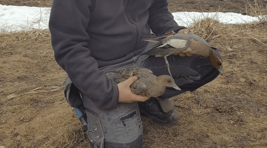 A worker holding wigeon ducks