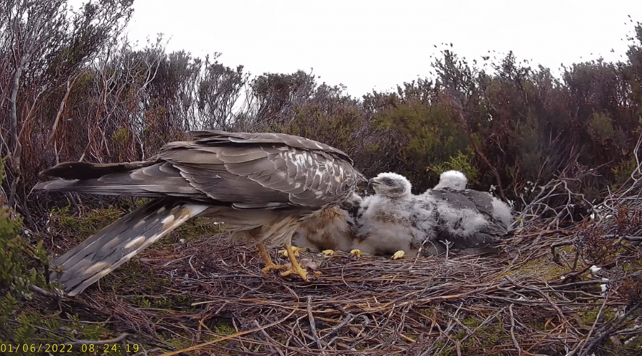 A hen harrier with its chicks in a nest