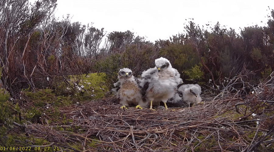 Hen harrier chicks in a nest