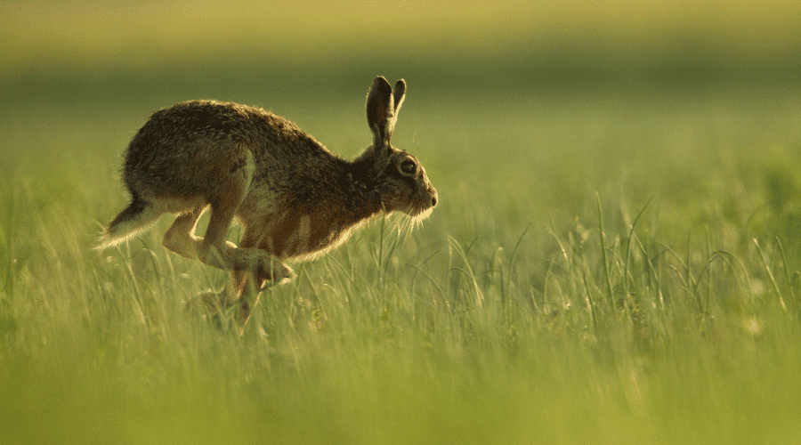 A hare running