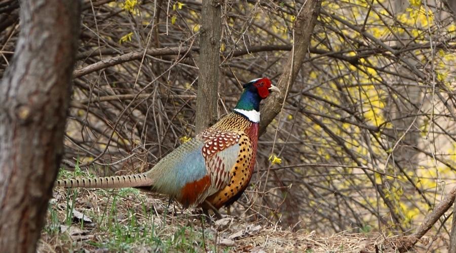 A pheasant