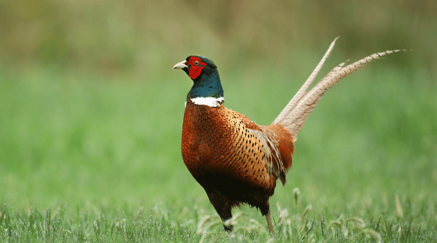 A pheasant