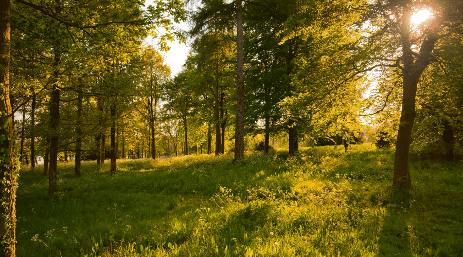 A woodland