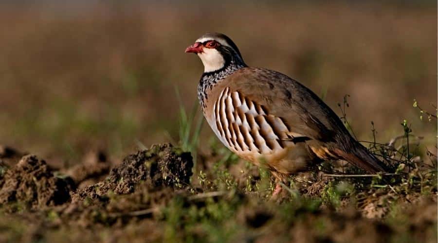 A partridge