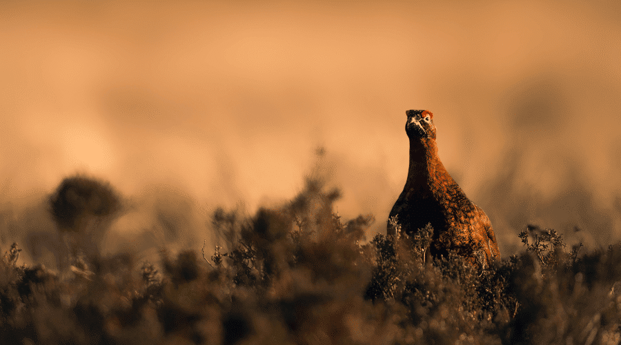 A red grouse