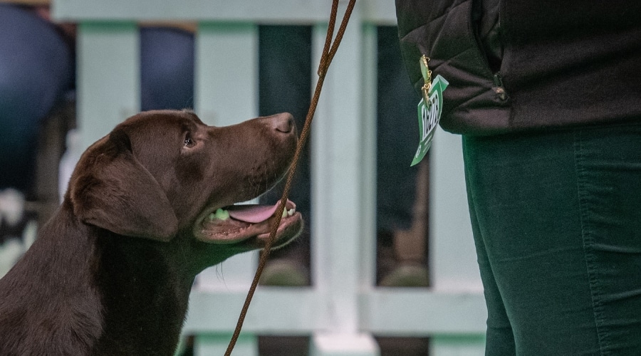 Competing at Crufts what to expect BASC