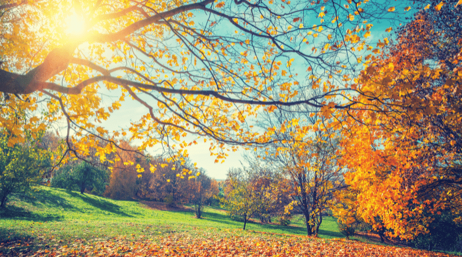 A autumn woodland landscape