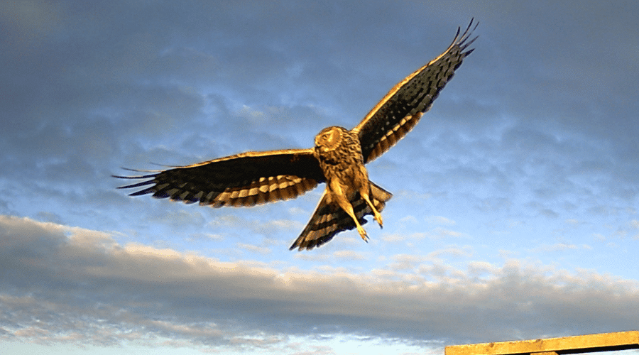 A hen harrier