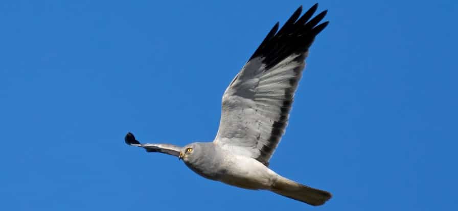 A hen harrier