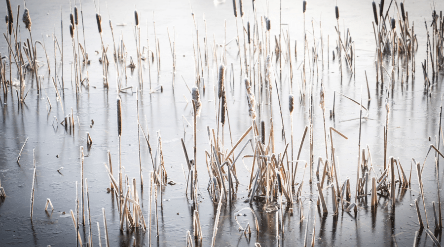 Pond reeds