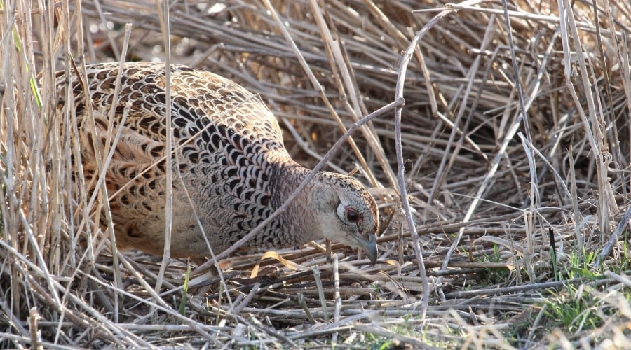 A female pheasant