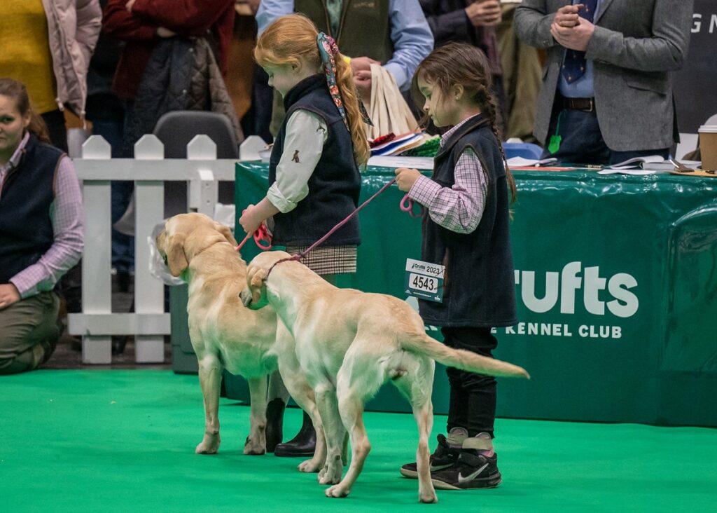 Girls showing a Labrador at Crufts