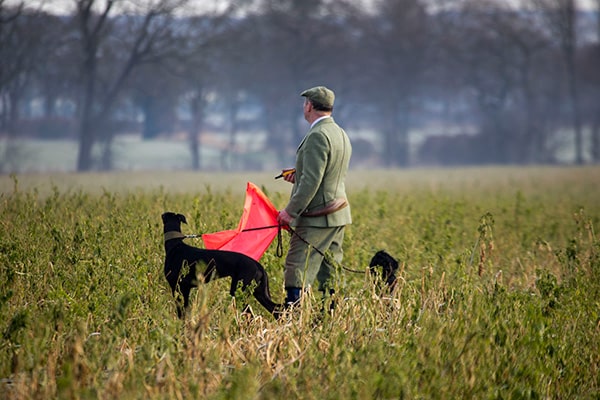 A beater in the field with a gundog