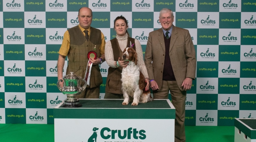 Crufts sale springer spaniel