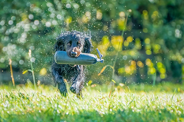 A dog picking up and carrying a decoy in water