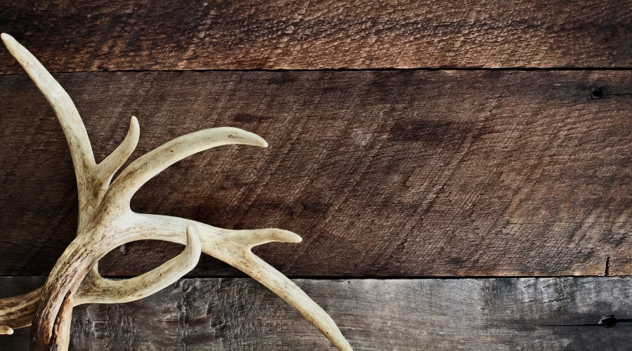A deer antler on a table