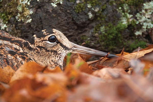 Close up of a woodcock