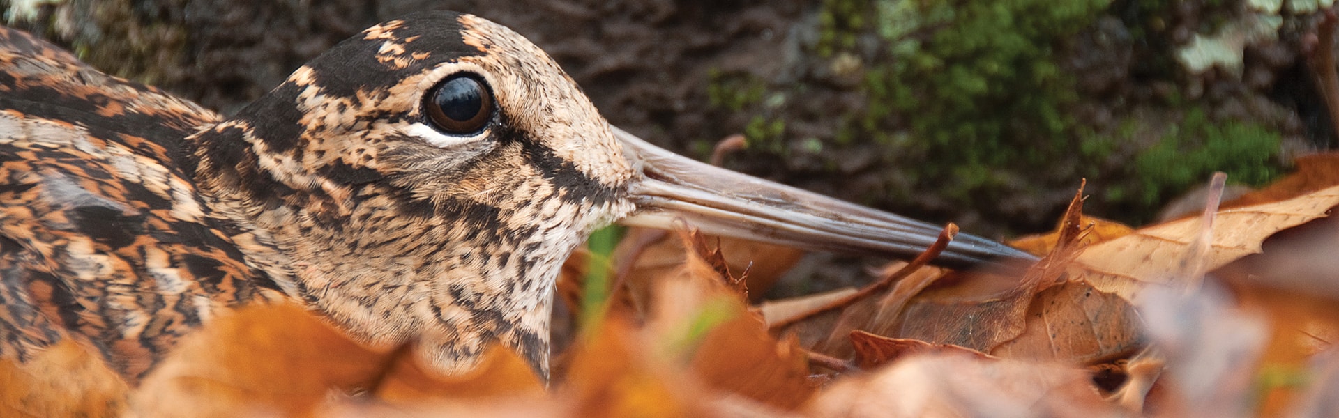 Close up of a woodcock