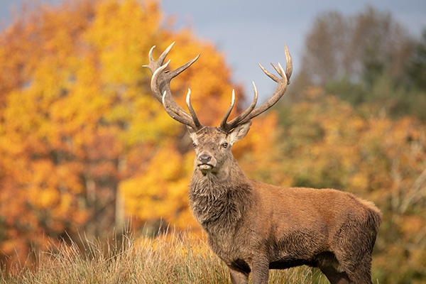 A stag deer standing in a forest