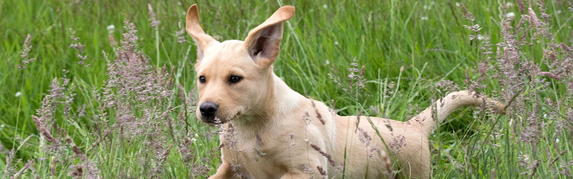 A gundog puppy running through grass