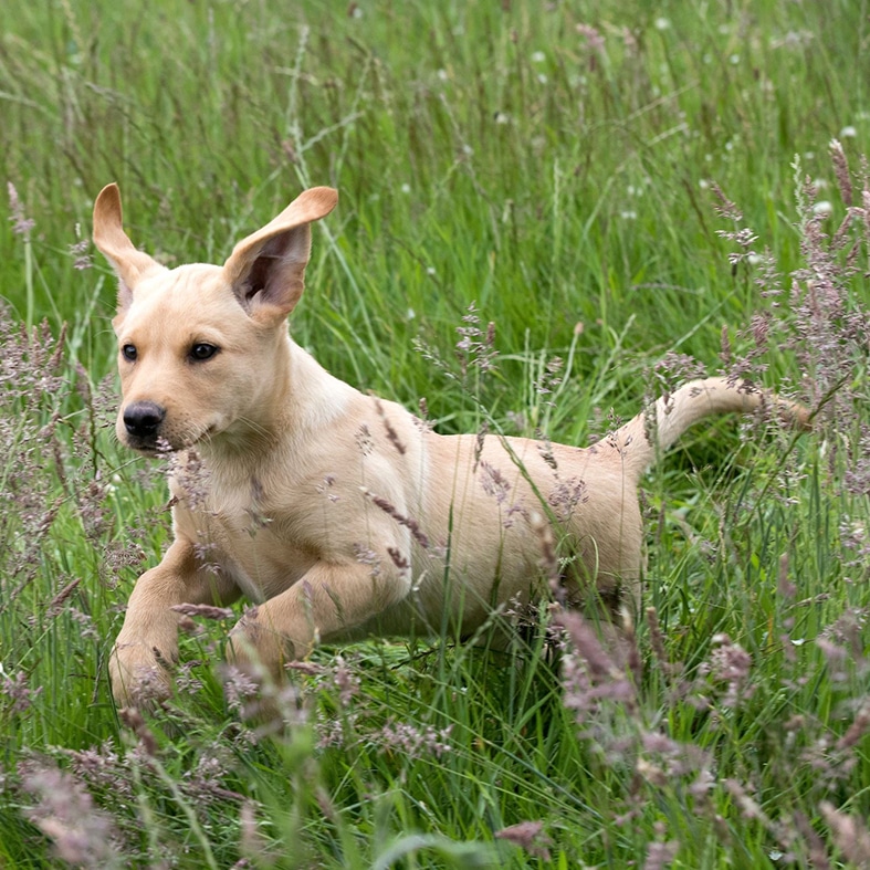 A gundog puppy running through grass