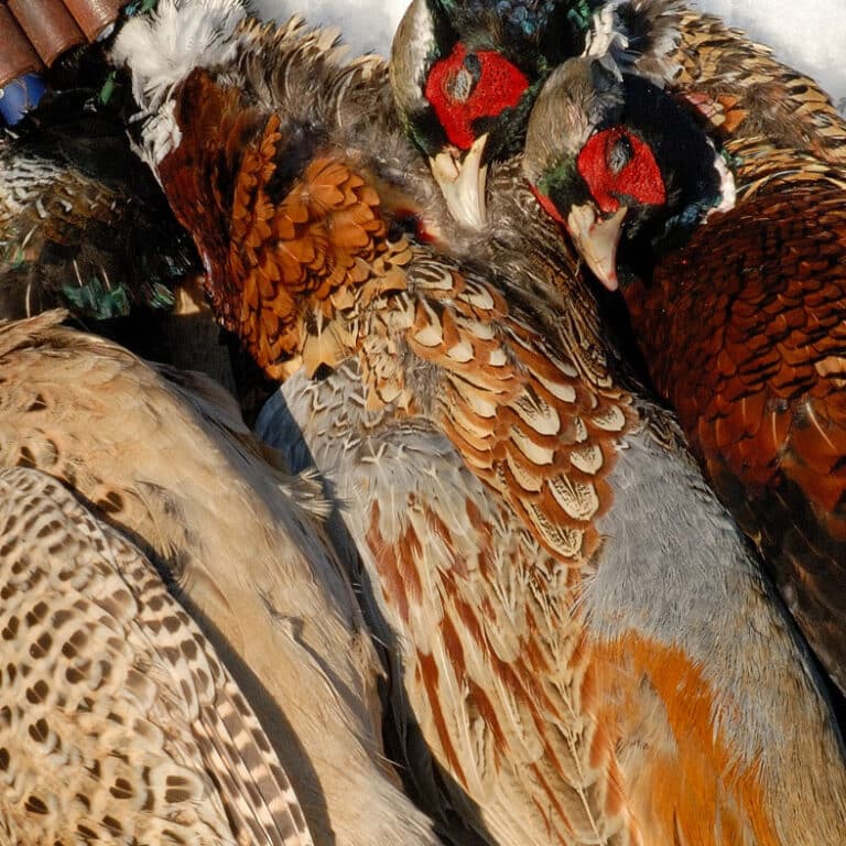 Small game meat hygiene BASC