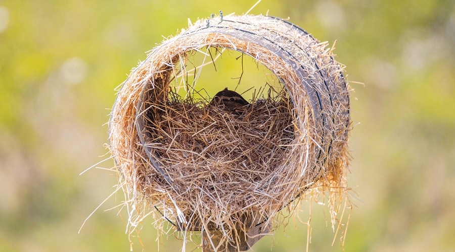 Duck nest tube