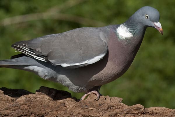 Woodpigeon