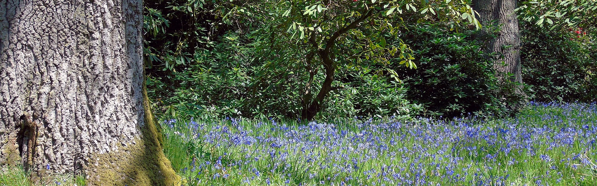 A forest with a bluebells