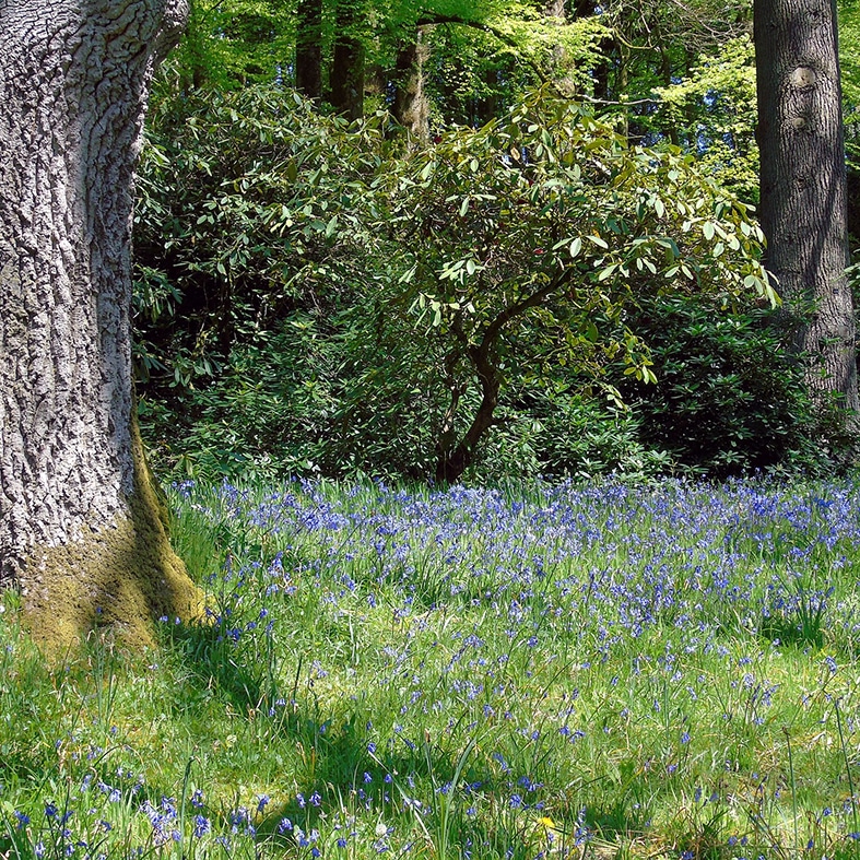 A forest with a bluebells