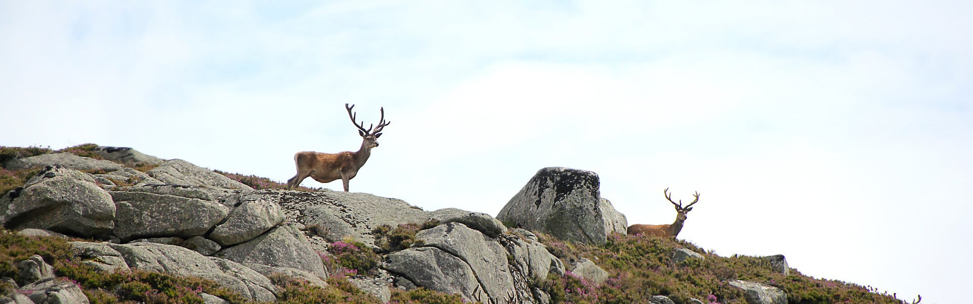 A pair of deer stags