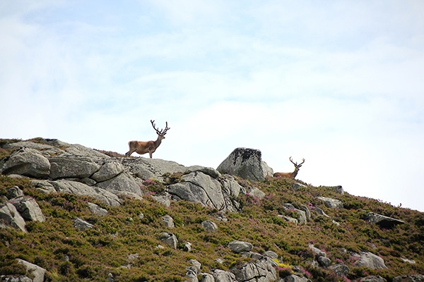 A pair of deer stags