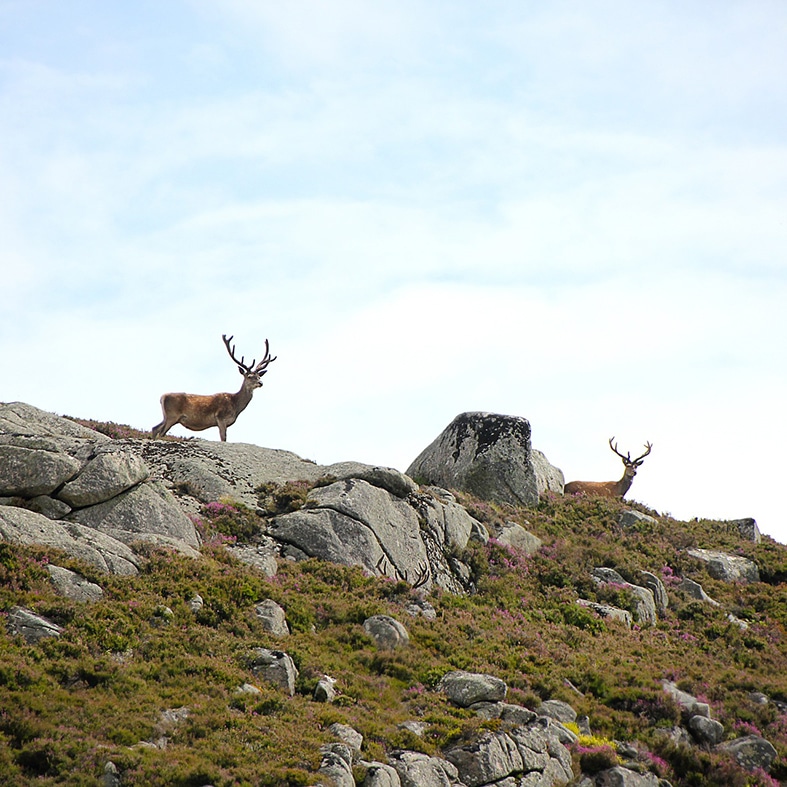 A pair of deer stags