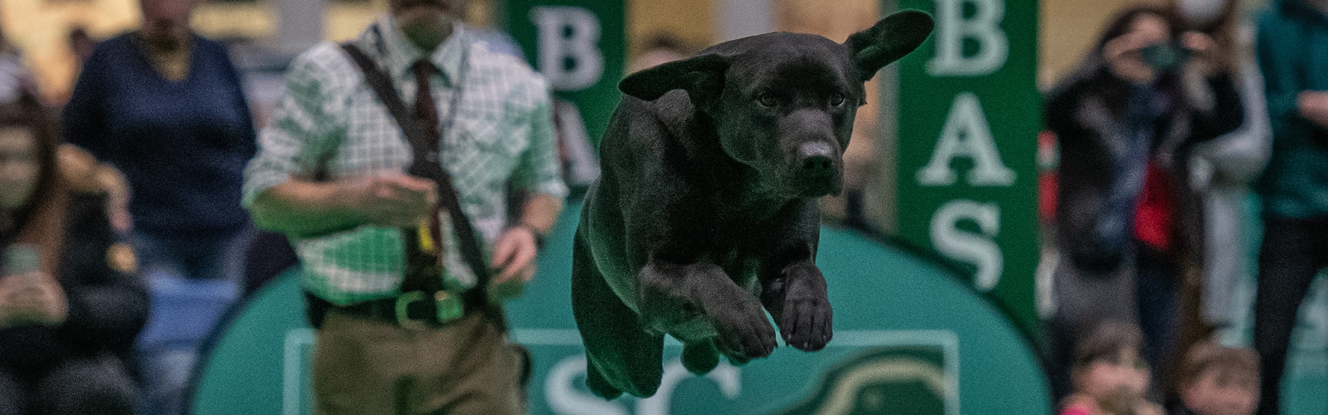 A dog jumping over an obstacle at Crufts