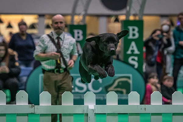 A dog jumping over an obstacle at Crufts