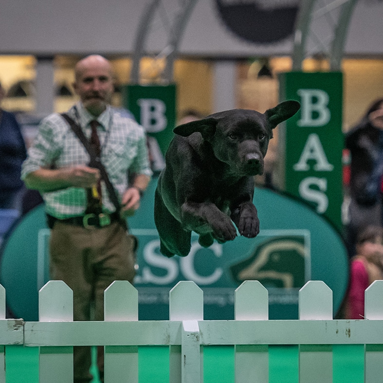 A dog jumping over an obstacle at Crufts