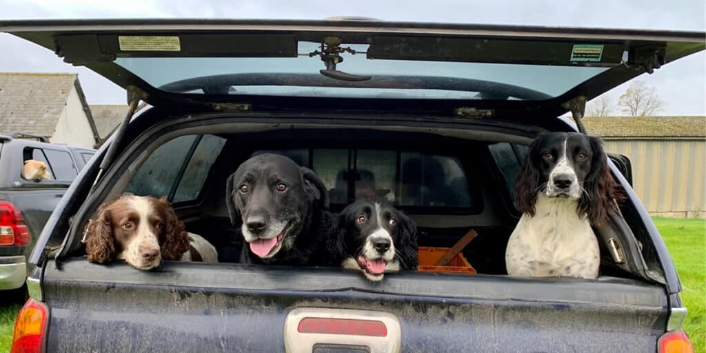 Four dogs in the back of a 4x4