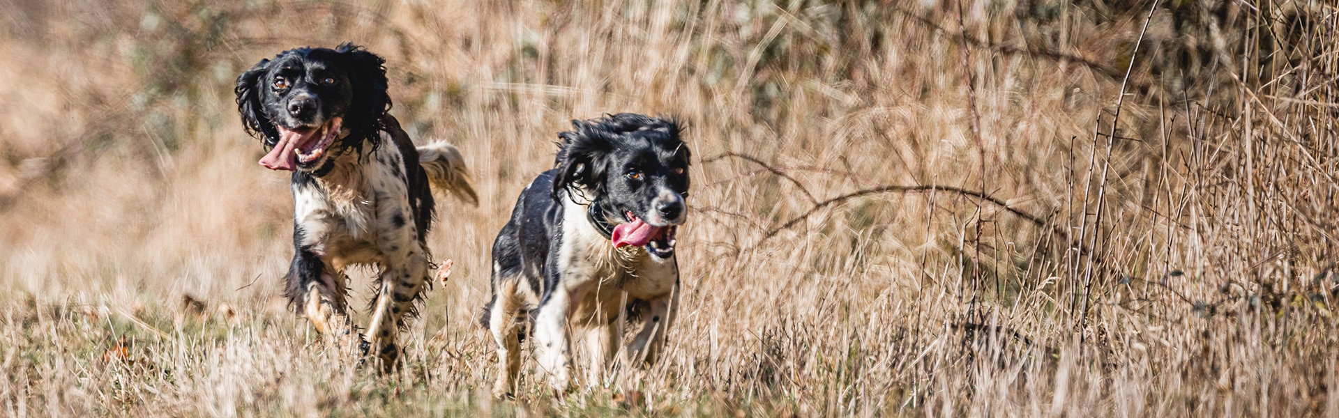 Two dogs running together through grass