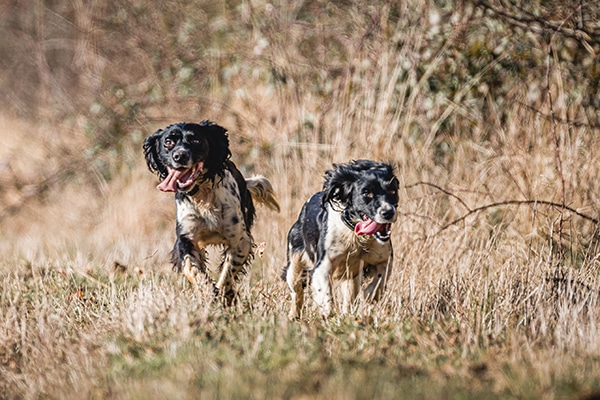 Two dogs running together through grass