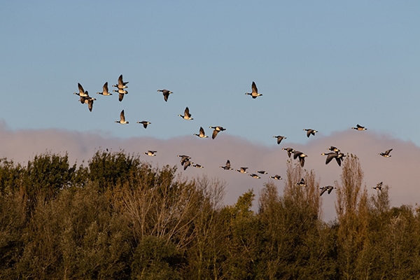 A gaggle of geese in flight