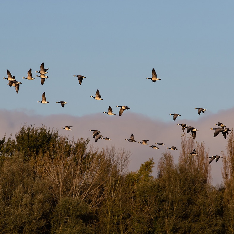 A gaggle of geese in flight