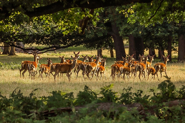 A herd of deer in a forest clearing