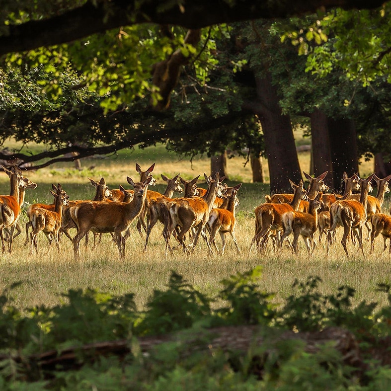 A herd of deer in a forest clearing