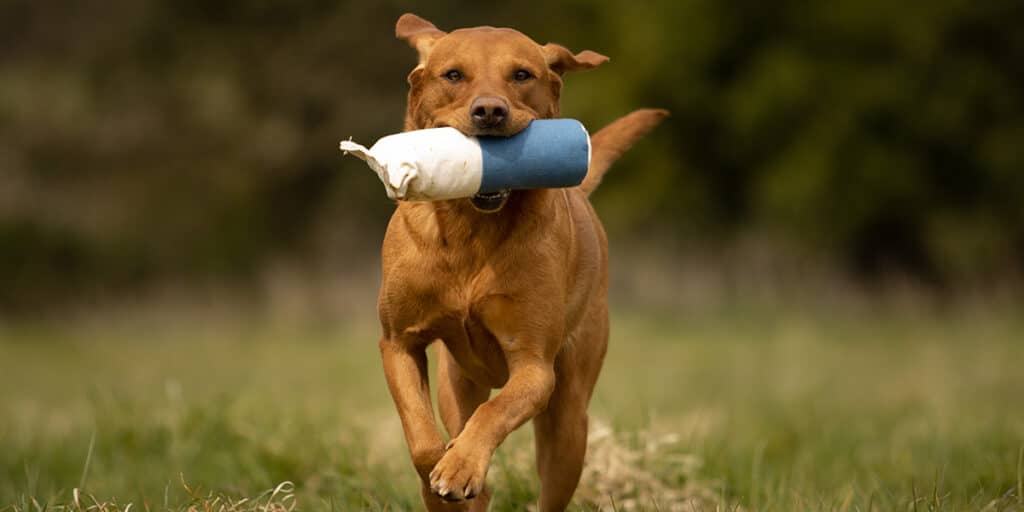 A Labrador carrying a dummy in its mouth