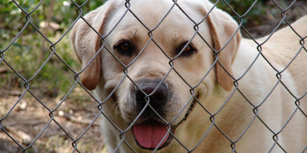 A labrador behind a kennel fence