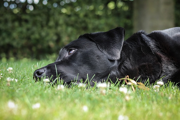 A Labrador lying in the grass