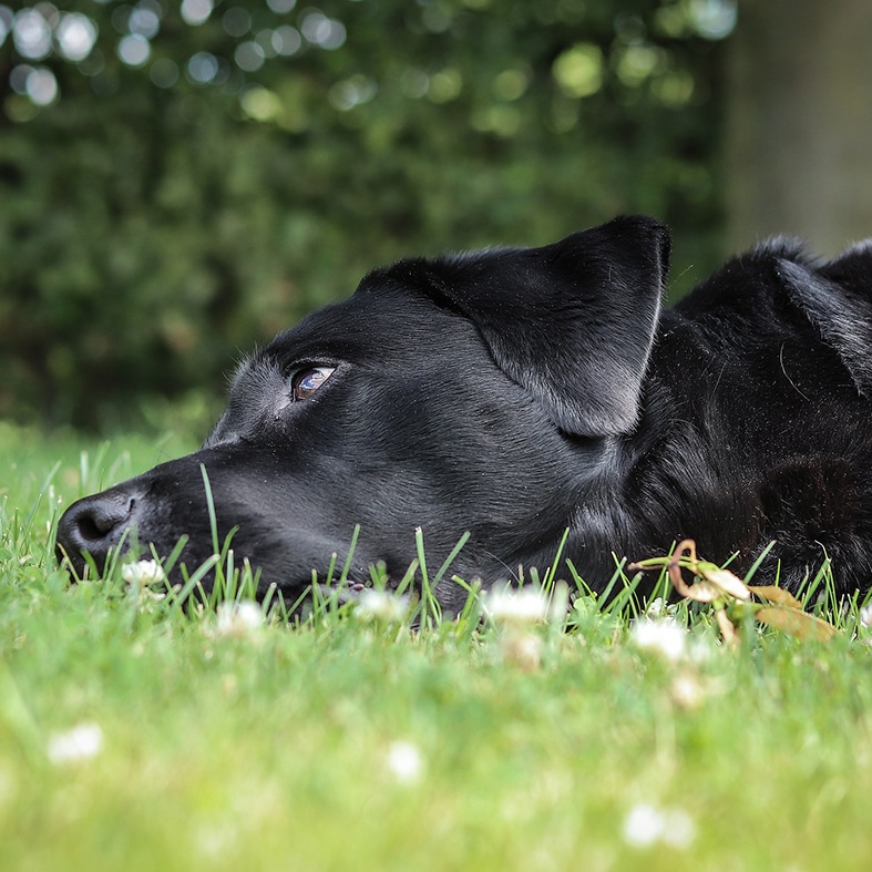 A Labrador lying in the grass