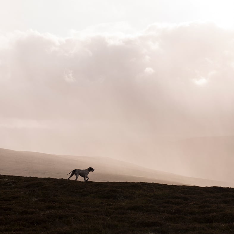 A dog walking along the brow of a hill