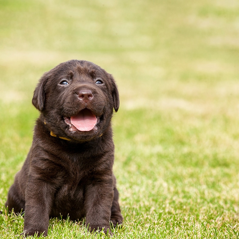 A Labrador puppy