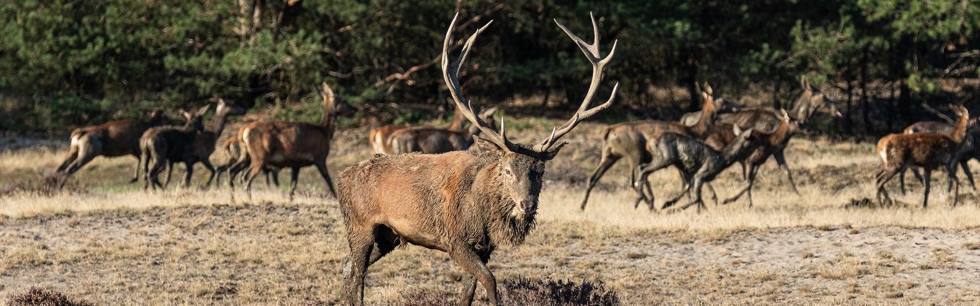 A red deer stag in front of a herd